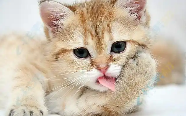 伸舌头的小猫咪高清图片下载