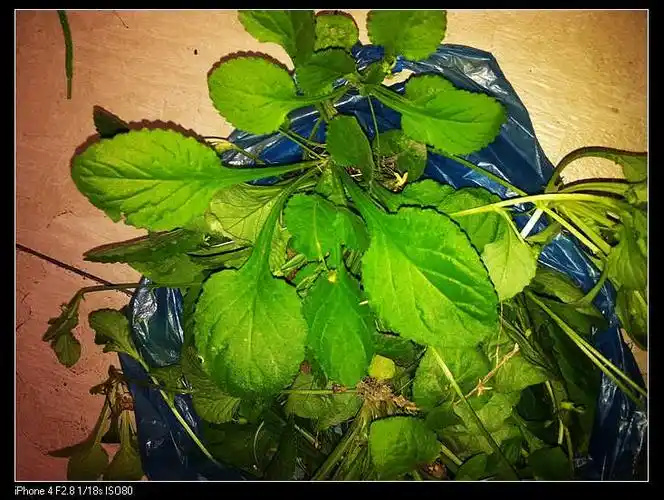 可以消炎托脓的草叫什么名字?