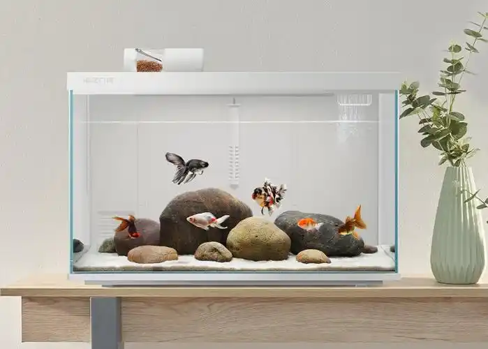 画法几何智能鱼缸换水的正确方法