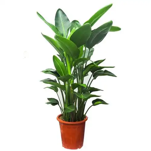 2222电o视旁边绿植网红天堂鸟盆栽大型鹤w望兰室v内客厅吸甲醛大