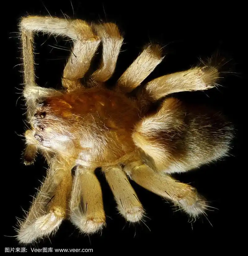 显微镜下的蜘蛛