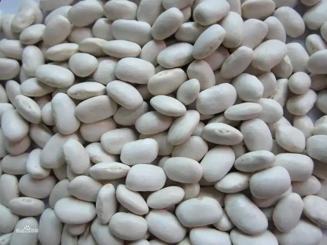 白芸豆-云南康洲生物科技有限公司