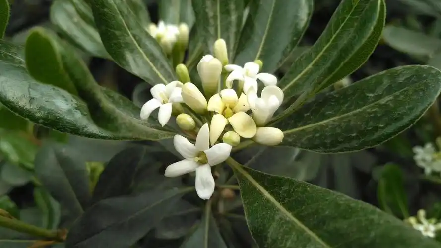 小巧海桐花,浓香令人夸