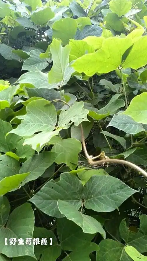 葛根藤叶,葛根藤做法功效与作用相关信息分享_功效与作用