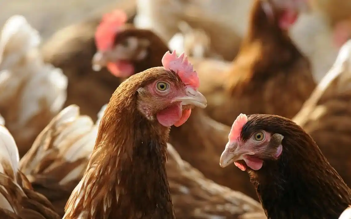 如何让蛋鸡多产蛋,技巧多多?-鸡类养殖-养殖技术网