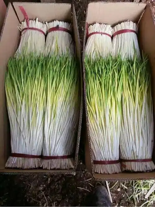 东北蒜苗 50 - 60cm