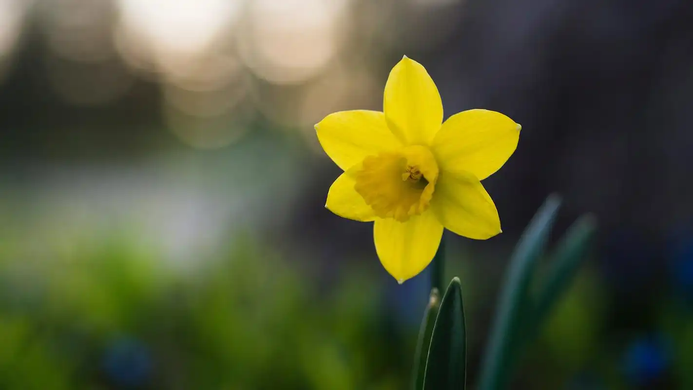 漂亮的水仙花图片高清宽屏桌面壁纸