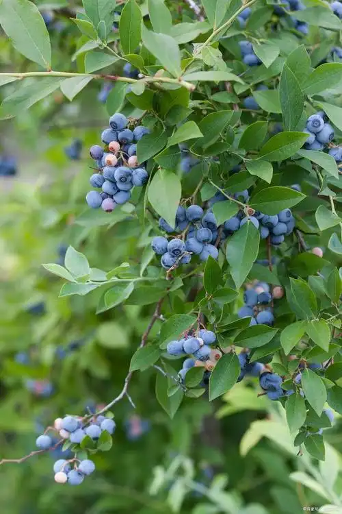 蓝莓树的神秘美:自然的画笔,果实的魅力