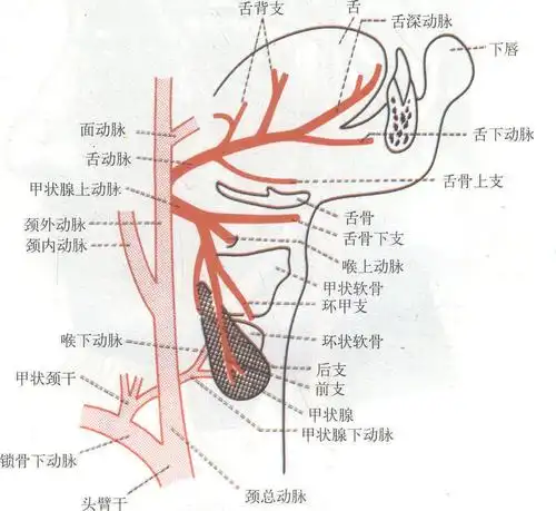 舌和甲状腺的动脉模式图-人体解剖学-医学