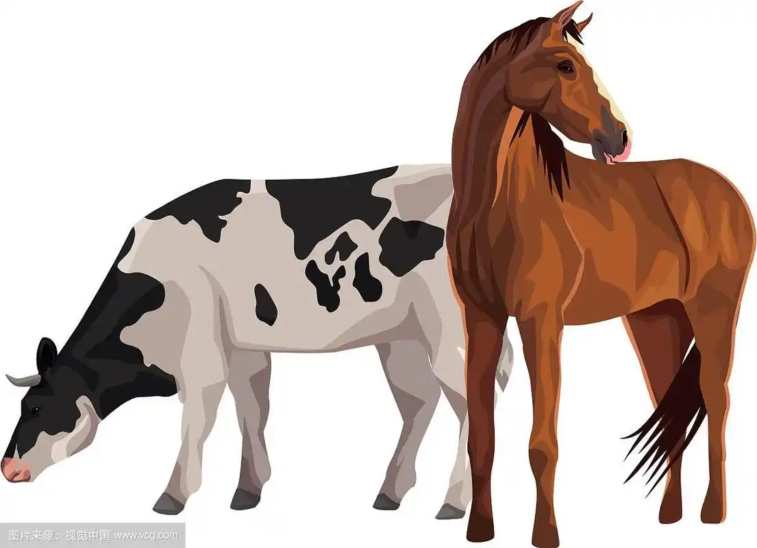 马和牛