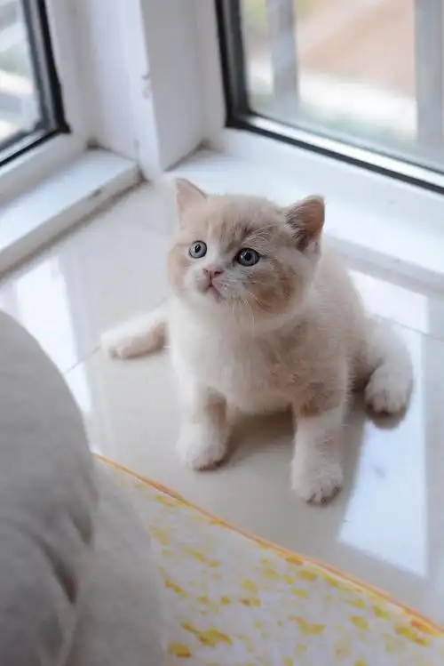 英短乳白种公级别幼猫