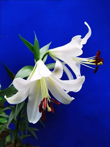 百合花 (130)手机