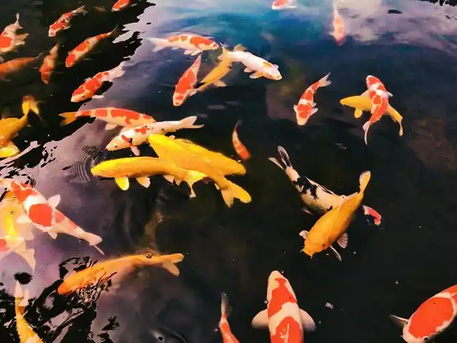 锦鲤相嬉戏空若无所依