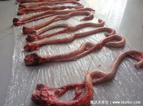 牛鞭为什么那么长是牛的什么器官,一米多长的雄牛外生殖(强腰补肾)