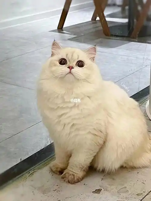 英长猫金点弟弟