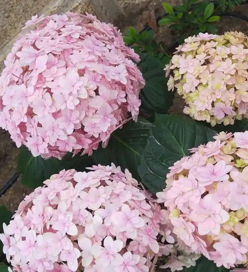 颜值最高的重瓣绣球花美呆了