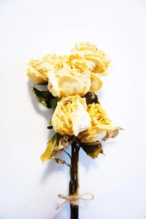 自制白玫瑰干花,美得像画一样.