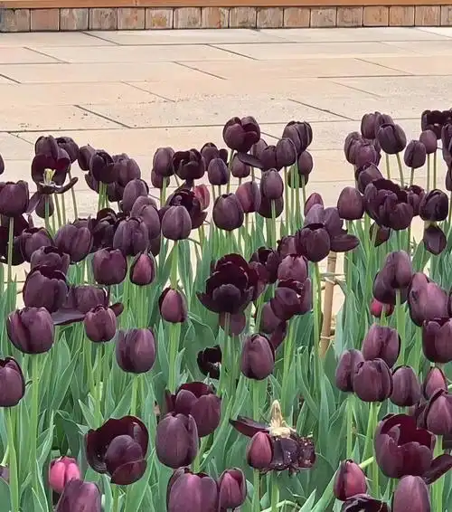 第一次见黑紫色的郁金香