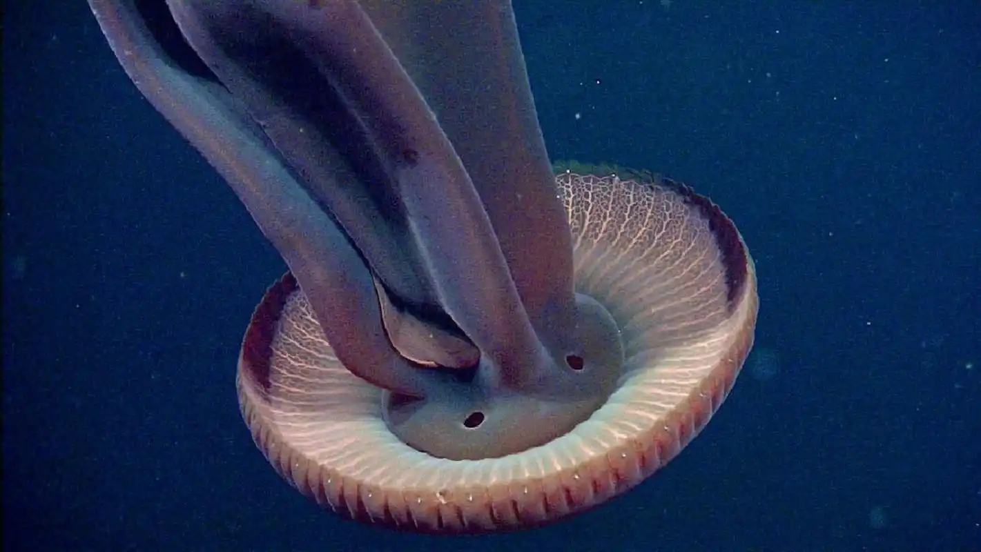 学名:stygiomedusa gigantea 	 97 也称巨型幻影水母,巨型幽灵水母