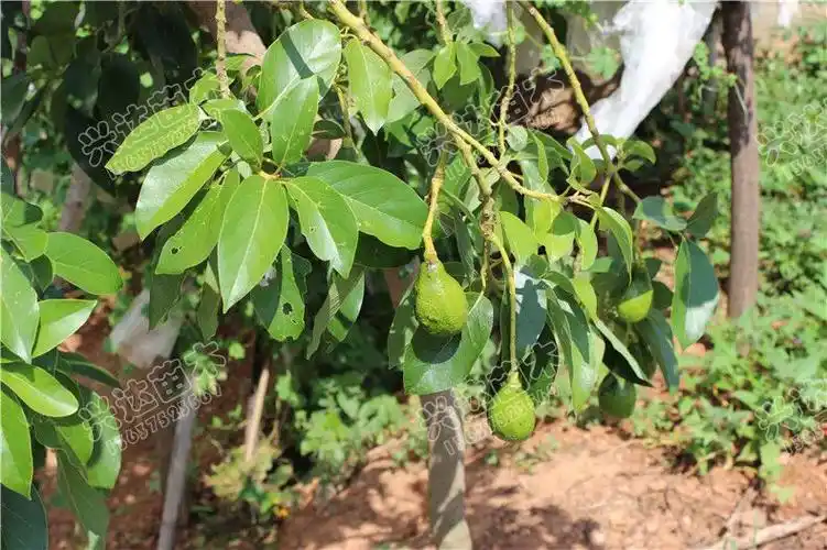 供应供应牛油果 鳄梨苗 兴达新品