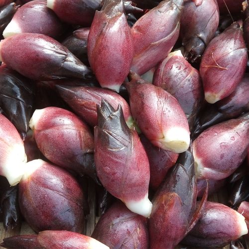 现摘野生洋荷姜新鲜阳荷湖南农家菜特产农产品阳霍洋火茗荷莲花姜