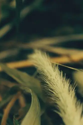 枯萎 草「摄影首发」