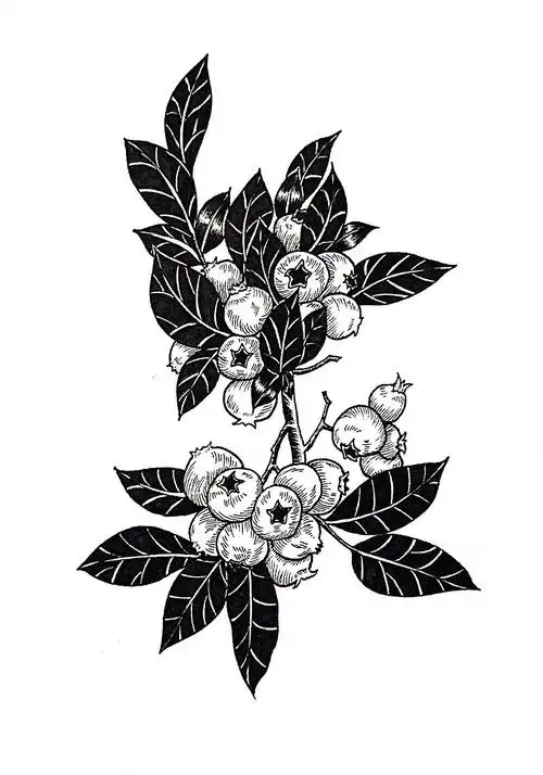 二月份的一些黑白植物线描