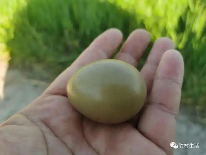 和村民一起去采黄花菜|黄瓜|豆腐|野鸡|泥鳅|鸡蛋_网易订阅