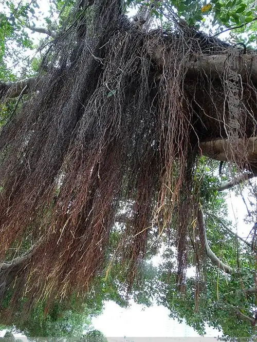 南国垂挂气根无数的大榕树随拍