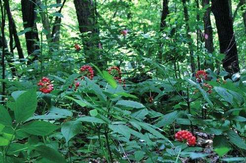 林下参生长过程中需要具备哪些条件?_人参