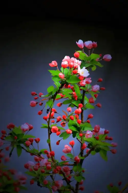 鸳鸯被里成双夜,一树梨花压海棠.