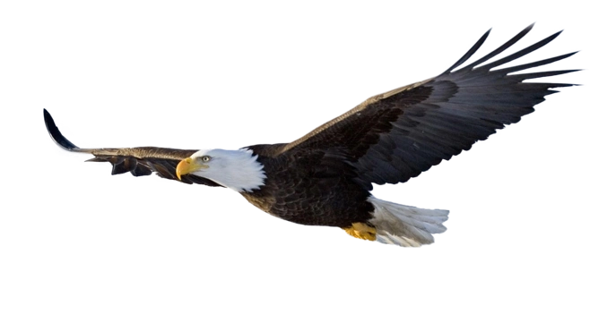 高清摄影飞翔的老鹰雄鹰