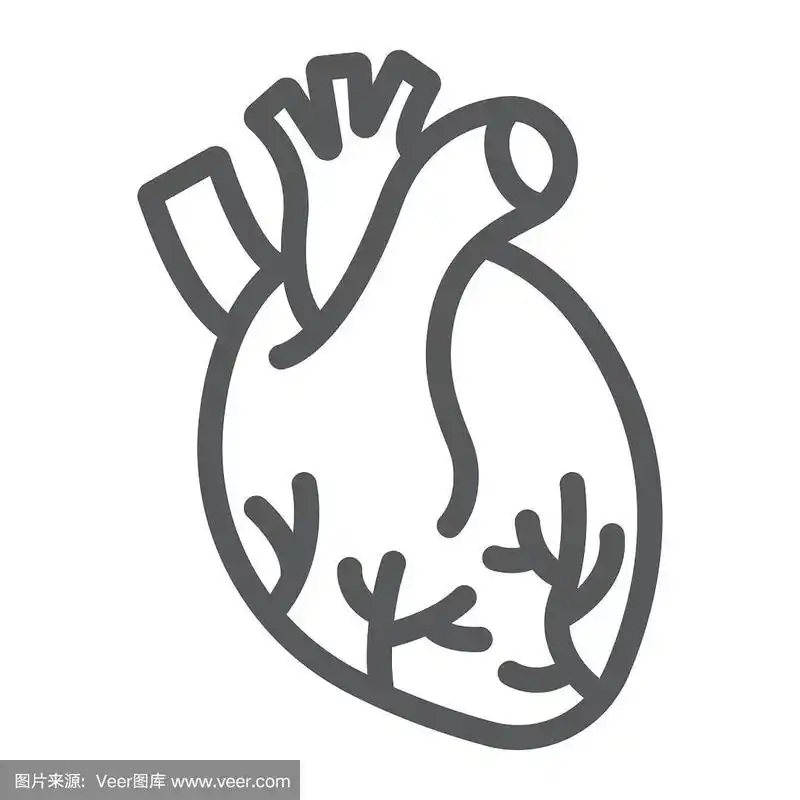 人体心脏线图标解剖学和生物学