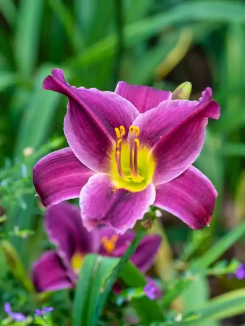 6月中旬的大花萱草