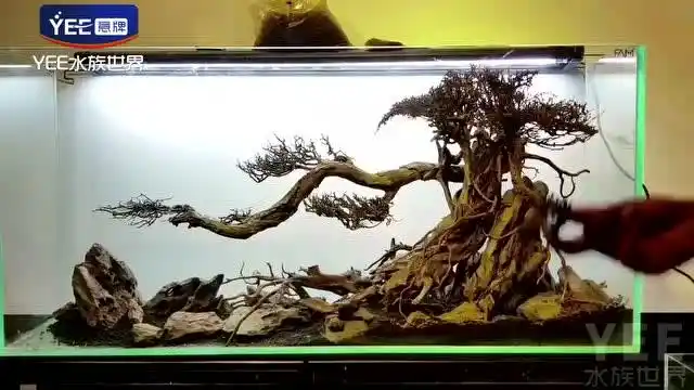 硬风格鱼缸造景沉木搭配石头是如何在大师手下一步步成艺术品的