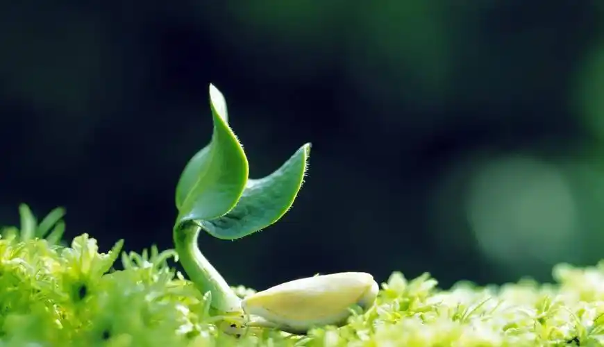 多看看绿色的植物:绿色的植物在光照下波长较短,会使眼睛看着比较舒服
