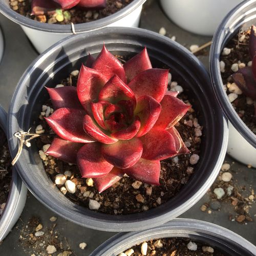 红檀罗宾血色罗密欧带血斑红色系乌木冬云容易窗台油漆色多肉植物