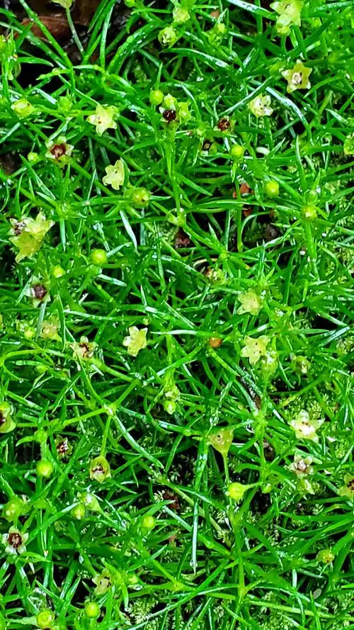 漆姑草(珍珠草,星宿草)