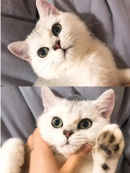 猫猪虽然是同一种生物但每只都有它的脾气