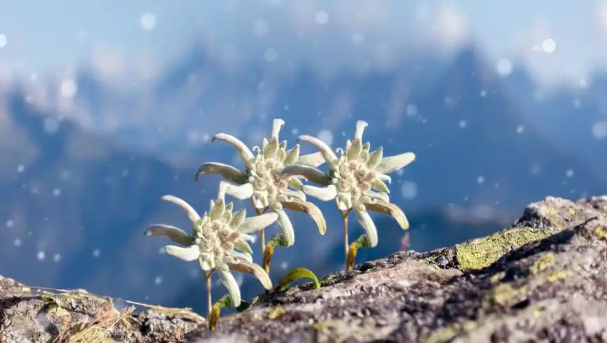 雪绒花(雪绒花是什么花)