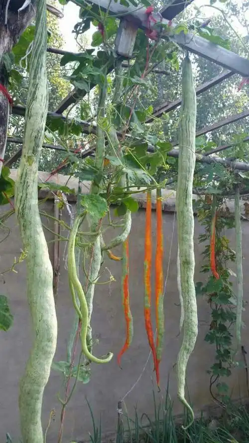 蛇瓜又名蛇豆角