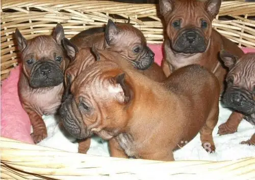 濒临灭绝的中华猛犬——川东猎犬又称邻水狗