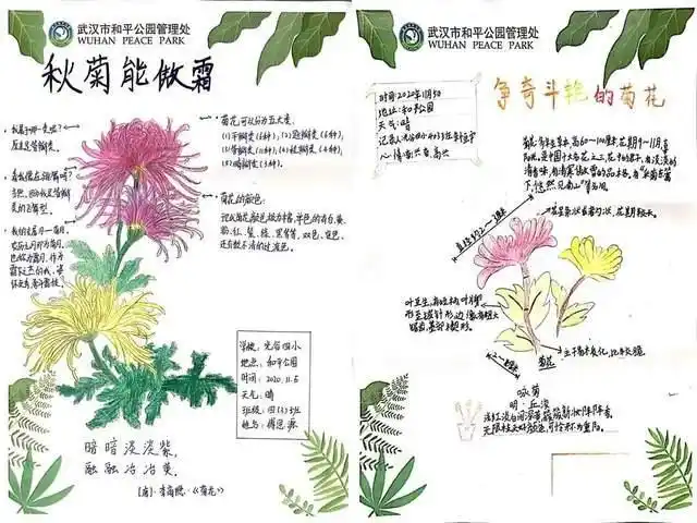 种,有平瓣,匙瓣,管瓣,畸瓣,桂瓣,菊花家族真庞大呀