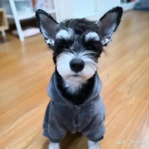 为什么少人养"雪纳瑞"?网友:养过一次就怕了! - 知乎