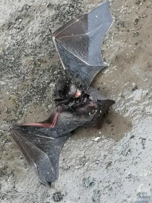 蝙蝠的样子~丑~挺吓人