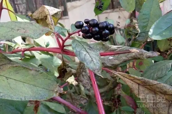 商陆的功效与作用和性状鉴别