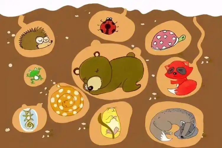 原创处在冬眠状态下的熊会受到食肉动物老虎的威胁吗专家表示肯定