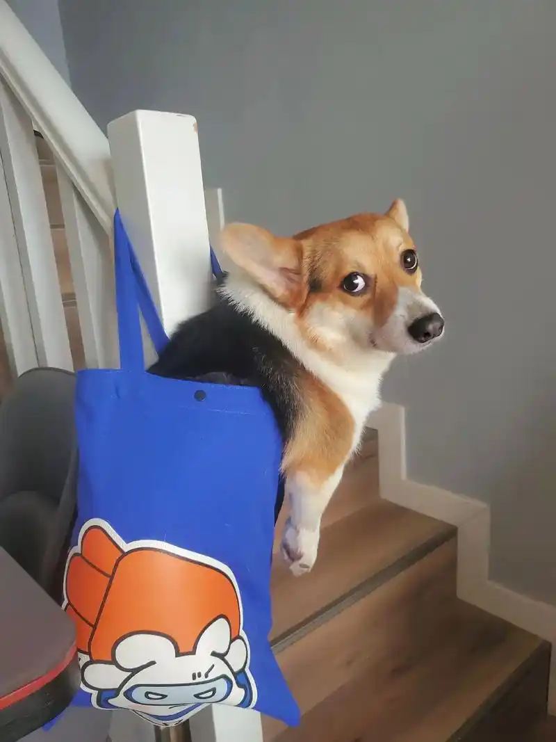 小柯基这无奈的小表情