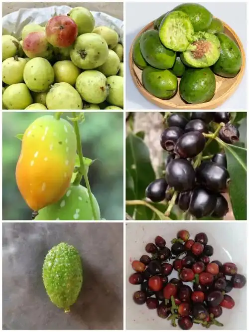 云南野果篇你认识多少吃过多少呢