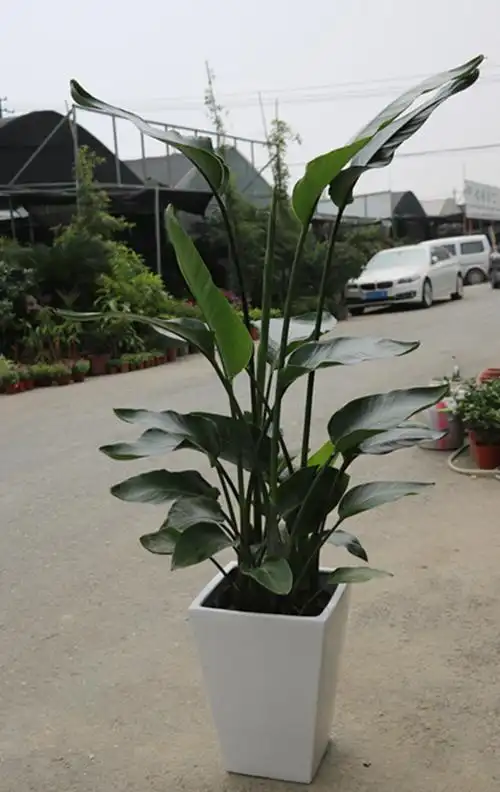 室内客厅中大型绿植花卉 鹤望兰 天堂鸟盆栽植物 吸甲醛 净化空气